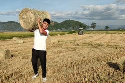 Rộn ràng mùa thu hoạch Nếp Quýt ở Đạ Tẻh