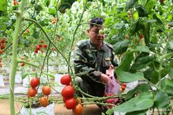 Nghệ An: Ngỡ ngàng hàng ngàn gốc cà chua thu hoạch mãi không hết