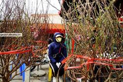 Hoa nở sớm 1 tháng, người trồng đào Nhật Tân phải cắt cành bán trước Tết