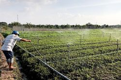 Ứng dụng công nghệ tưới tiên tiến trong sản xuất nông nghiệp