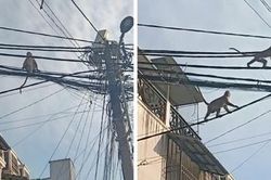 Lạ lùng đàn khỉ 'tung hoành' ngay giữa TP Hồ Chí Minh