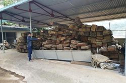 Gỗ quý sắp trở thành củi mục tại Ban quản lý rừng