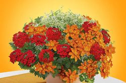 Tử vi hôm nay 12/1 của 12 cung hoàng đạo: Tài chính của Xử Nữ có dấu hiệu hao hụt