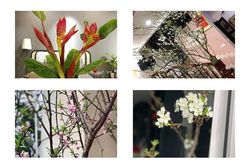 4 loại hoa rừng được dân Hà thành lùng chơi Tết