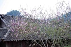 Sơn La lần đầu dán tem đào trồng, phân biệt với đào rừng