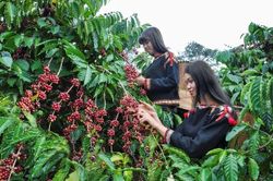 Giá cà phê hôm nay 12/1: Đi ngang tại các vùng trồng chủ chốt