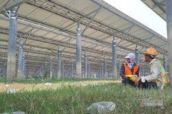 Hàng loạt dự án điện mặt trời bị phạt trên 50 tỷ đồng