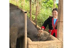 Nữ đảng viên dân tộc H'Mông làm kinh tế giỏi