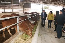 Đồng chí Phó Chủ tịch Thường trực UBND tỉnh kiểm tra công tác phòng, chống rét tại huyện Sông Mã