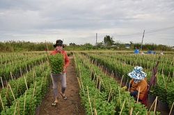 Rét đậm rét hại triền miên: Thị trường hoa Tết ra sao?