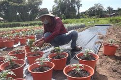 Nhà vườn TPHCM thấp thỏm vụ hoa Tết