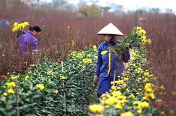 Cúc vàng Nhật Tân 7.000 đồng/bông, đào Nhật Tân hút khách dịp cận Tết