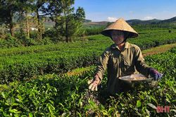 Đồi chè vùng thượng Kỳ Anh 'ngủ đông' chờ ngày bung búp