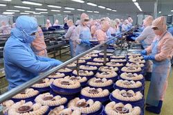 Xuất khẩu tôm sang Nhật khó cạnh tranh vì giá đắt hơn tôm Ấn Độ