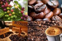 Giá cà phê Việt Nam đang rẻ nhất thế giới, vì sao?