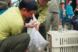 Bắt 2 con khỉ quậy phá khu dân cư ở TP.HCM