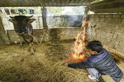 Rét đậm, rét hại gây thiệt hại lớn
