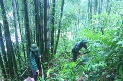 Thanh Hóa thâm canh phục tráng được 12.980 ha luồng