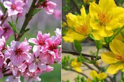 Cách chọn hoa đặt bàn thờ để thu tài nạp khí, gia đình hưng vượng