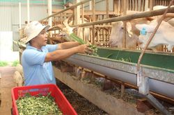 Chuyện những người bỏ phố về quê