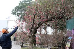 Chiêm ngưỡng cây đào 'khủng' giá 100 triệu ở Thủ đô