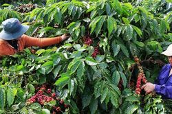 Cà phê Việt Nam đặt mục tiêu xuất khẩu đạt 6 tỷ USD