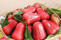 Roi đỏ An Phước