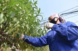 Bí quyết 'thiến đào' chơi Tết