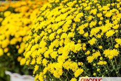Đường phố Sài Gòn ngập tràn hoa tết, người dân ít mặn mà vì dịch Covid-19