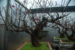Đào Thất Thốn 'nằm điều hòa' chờ nở hoa đúng dịp Tết Nguyên đán