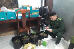 Mua hạt cần sa trên mạng rồi đem trồng tại nhà