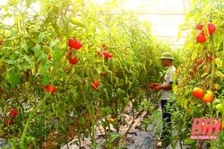 Phát triển sản xuất, nâng cao thu nhập cho người dân ở những xã vừa đạt chuẩn nông thôn mới nâng cao