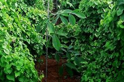 Khoai từ mất mùa, rớt giá