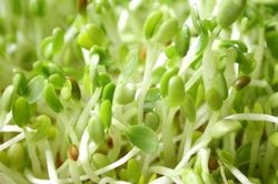 Đây chính là món ăn được ví như 'vàng mười', tốt hơn ngàn năm dùng thuốc bổ