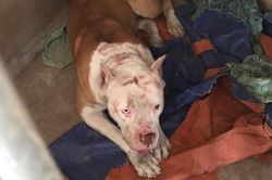 Chó pitbull nặng 40kg của chủ nhà cắn công nhân làm thuê gây thương tích nặng