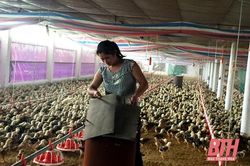 Xã Quý Lộc đẩy mạnh phát triển chăn nuôi theo hướng tập trung