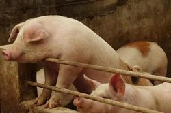Giá lợn hơi hôm nay 20/1/2021: Nhiều địa phương đã chạm ngưỡng 86.000 đồng/kg