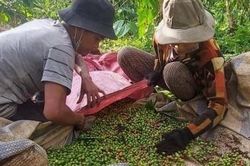Giá cà phê ngày 10/1: Thị trường trong nước giao dịch quanh mức 40.000 - 40.800 đồng/kg