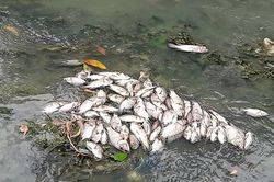 Bình Dương: Cá chết nổi trắng trên mặt nước