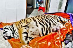 Mua hổ 250 kg về nấu cao?