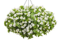 Tử vi hôm nay 21/1 của 12 cung hoàng đạo: Cự Giải gặp buồn phiền trong tình cảm