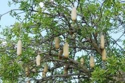Kỳ lạ loại quả thiêng khổng lồ, treo trong nhà có thể tránh bão gió, cuồng phong