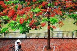 Lời bài hát 'Phượng Buồn'- dễ thuộc, chính xác nhất