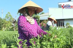 Nghề hái bông, nhặt nụ hoa thu tiền triệu ở miền Tây