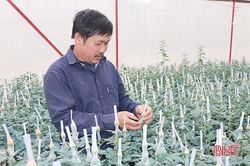 Người dân làng hoa ven đô Hà Tĩnh chăm cho cúc nở đúng tết