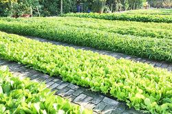 Vườn rau ngày xuân