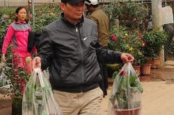Dân Hà Nội rủ nhau sang vựa hoa Xuân Quan chọn cây chơi tết