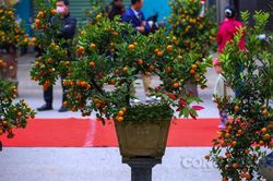 Hà Nội: Hơn 200 cây quất cảnh Tứ Liên 'đọ sắc' khi mùa xuân về
