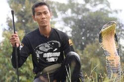 Rắn hổ mang dài 4m bị thu phục