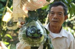 Bưởi Tài - Lộc chơi tết